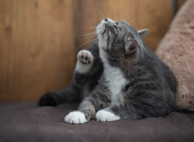 Mobile Katzenbetreuung
